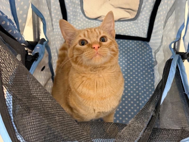 Pet Boarding