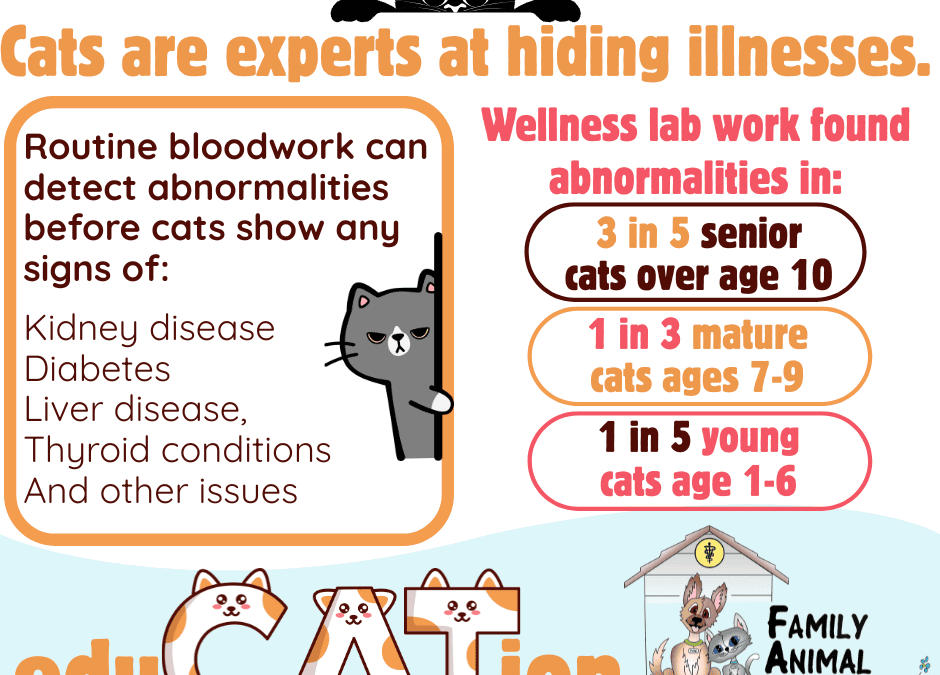 Why Wellness Bloodwork Matters for your Cat: Finding Health Problems Before Symptoms Appear